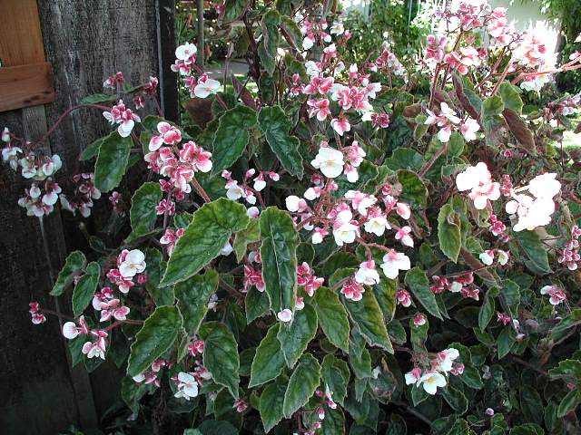 B. ‘Viaudii’